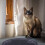 Semi-Circulaire En PVC Pour Litière De Chat Couleur Aléatoire 5