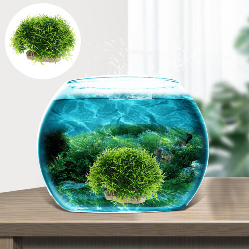 Fish Tank Plant Decorations, Piante Per , 1