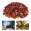 De 500G Decorativas Para (Seixos Vermelhos) 6