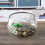 Round Fish Bowl Transparente Casca Pequeno 4