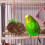 Foraging Parrot Toy Multi Vine 1pack Indoor Play 5