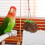 Foraging Parrot Toy Multi Vine 1pack Indoor Play 11