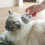 Cat Comb Para Eliminación De Cepillo De Limpieza Para 9