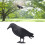 Realistic 40cm Plastic Crow for Scaring Off Pigeons & Sparrows 7