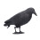 Realistic 40cm Plastic Crow for Scaring Off Pigeons & Sparrows 13