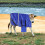 Chaqueta Impermeable Reforzada Para Terneros Con Protección Abdominal 5