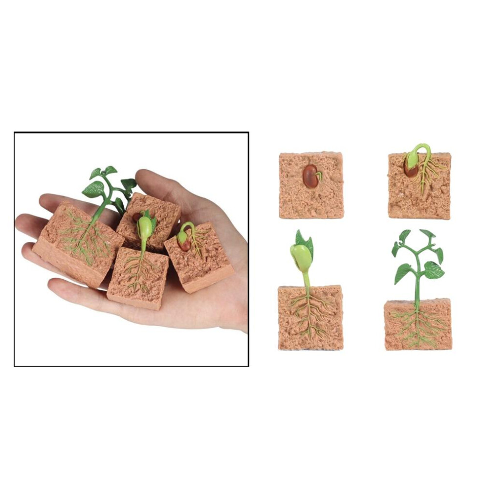 Bean Plant Growth Model Kit, Educational Science Toy, Plastic Green 6921359860401