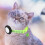 Collare Tracer Per in Nylon Con Localizzatore 8