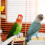 3Pcs Poleiro De Para Bastão Brinquedo 9