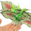 4 Unidades Acuario Artificiales Decorativa 11