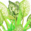 4 Unidades Acuario Artificiales Decorativa 9