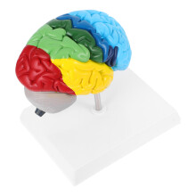 Model Ludzkiego Mózgu W 1:1 Do Nauki Neurologii I Nauczania