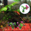 6Ud Artificiales Y Decoración Plástica Para Acuario Multicolor 11