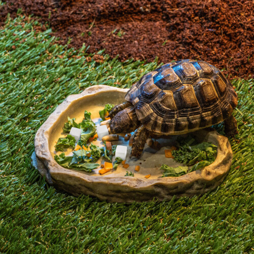 24Pièces Calcium Durable Pour Reptiles 2