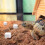 24Pièces Calcium Durable Pour Reptiles 4