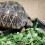 24Pièces Calcium Durable Pour Reptiles 5