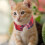 8Ud Collar Adorable Para Con Tela Transpirable 11