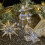Clear Glitters Acrylic Christmas Ornament Deer Snowflake-M 6