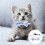 Cat Halsband Met Stropdasje Huisdier 5