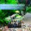 Decoración Luminosa De De Mar Para Acuario Artificial 2