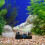 Decoración Luminosa De De Mar Para Acuario Artificial 4