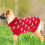 Hundestricken Pullover Für Kleine Mit Größe Xs 5