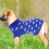 Hundestricken Pullover Für Kleine Mit Größe M 4