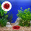 2 Packs 500G Aquarium 10