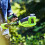 Greenworks 48V (24V x 2) Grass Trimmer 40cm - tool only 7