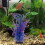 1 Planta Artificial De Plástico Para Acuario 11