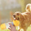 Botella De Para Perros Con Comida Portátil 11