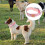 1 Para Collar Localizador Con 4