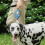 Pet Leash Patch Para Y Sticker Identificación Exterior 7