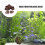 8 Lava 16 Mm Per E Piante Decorative 7