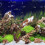 8 Lava 16 Mm Per E Piante Decorative 4
