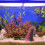 Aquarium Artificiale In Per Rosa 11