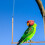 1Set Vogel Stang Speelstand Speeltoestel 8