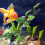 3Pcs Decoração De Artificial Para Terrário E Com Ventosa 8