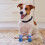 4Pcs Antiderrapantes Algodão para Cachorro e 6