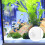 Fish Feeding Ring In Acrilico Con Ventosa Per Alimentazione 6