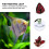 4Pz Decorative in Per Con Ventosa Forte 9