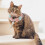Hand Knitted Pet Collar Flower Shape Cat Accessory 7
