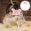 Mini Hamster Hat Hand Knitted With Adjustable Strap 2