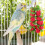 2 Stringhe Per Con Palline In Rattan 5