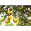 Weleda WELEDA Citrusos roll-on dezodor 2