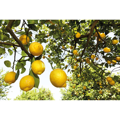 Weleda WELEDA Citrusos roll-on dezodor 1
