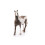 Schleich Schleich Club Ιπποειδών: Άλογο Paint Gelding 2