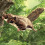 Folkmanis Flying Squirrel Hand Puppet, Brown 2