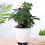 10 Stück Blumentopf-Untersetzer aus Ton 3