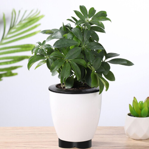 10 Stück Blumentopf-Untersetzer aus Ton 2